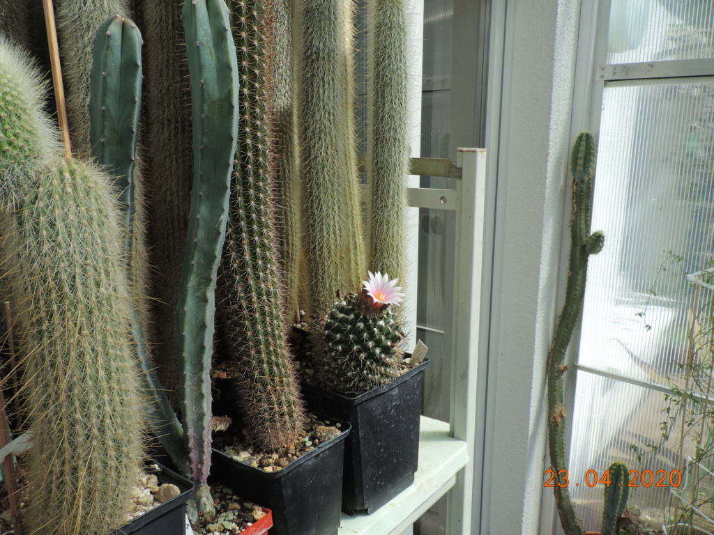 Cacti and Sukkulent in Köln, every day new flowers in the greenhouse Part 232 Bild5098