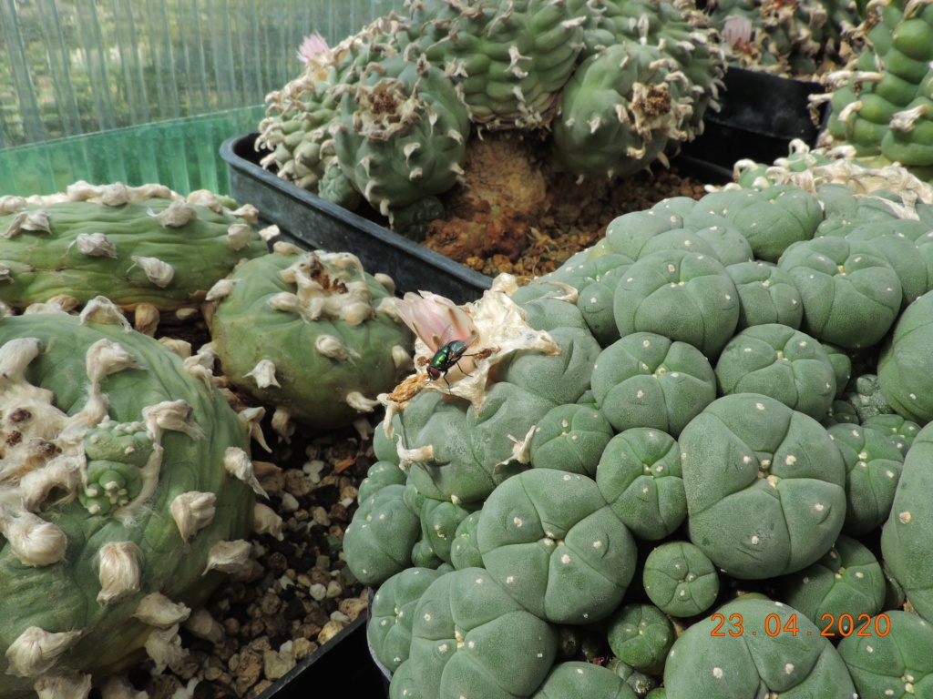 Cacti and Sukkulent in Köln, every day new flowers in the greenhouse Part 232 Bild5107