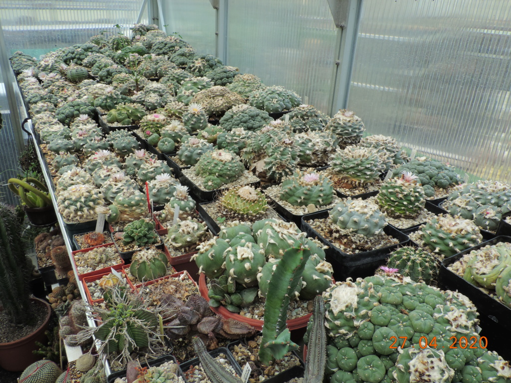 Cacti and Sukkulent in Köln, every day new flowers in the greenhouse Part 232 Bild5112