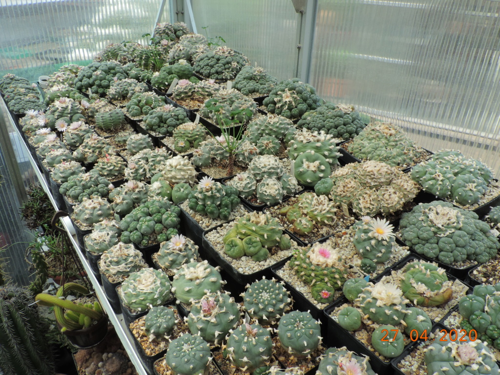 Cacti and Sukkulent in Köln, every day new flowers in the greenhouse Part 232 Bild5113