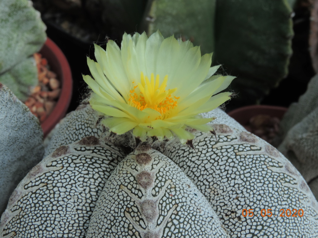 Cacti and Sukkulent in Köln, every day new flowers in the greenhouse Part 233 Bild5168