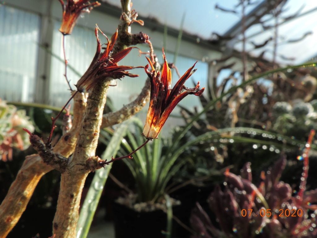 Cacti and Sukkulent in Köln, every day new flowers in the greenhouse Part 233 Bild5178