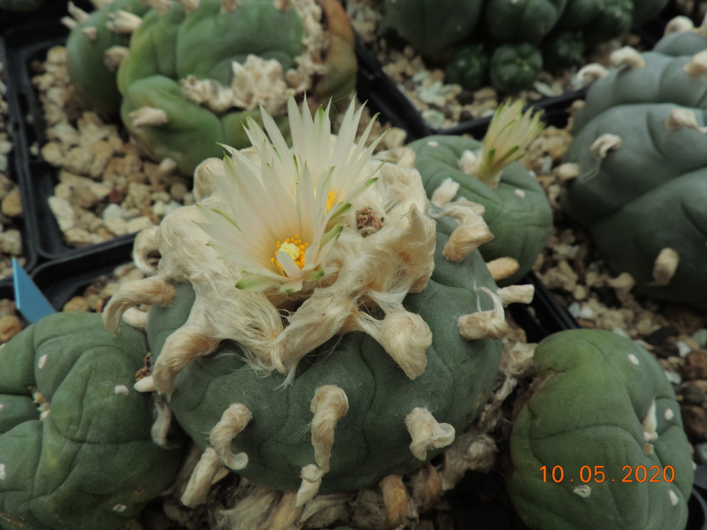 Cacti and Sukkulent in Köln, every day new flowers in the greenhouse Part 233 Bild5218