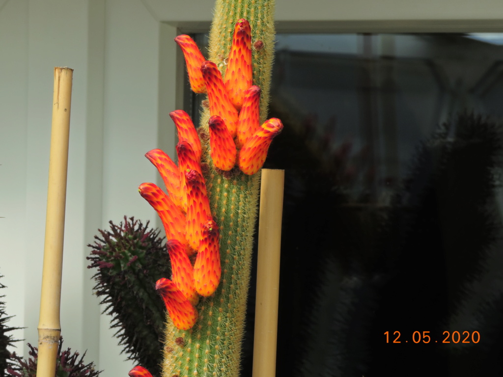 Cacti and Sukkulent in Köln, every day new flowers in the greenhouse Part 234 Bild5241