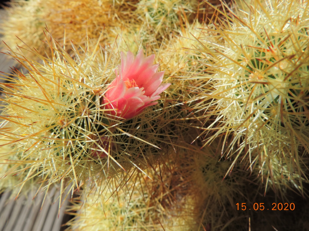 Cacti and Sukkulent in Köln, every day new flowers in the greenhouse Part 234 Bild5251
