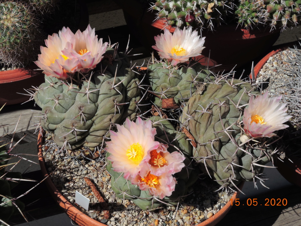 Cacti and Sukkulent in Köln, every day new flowers in the greenhouse Part 234 Bild5263