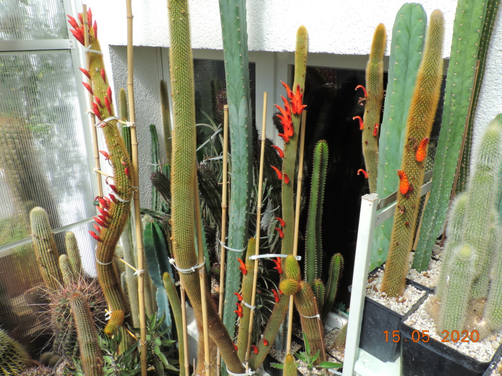 Cacti and Sukkulent in Köln, every day new flowers in the greenhouse Part 234 Bild5265