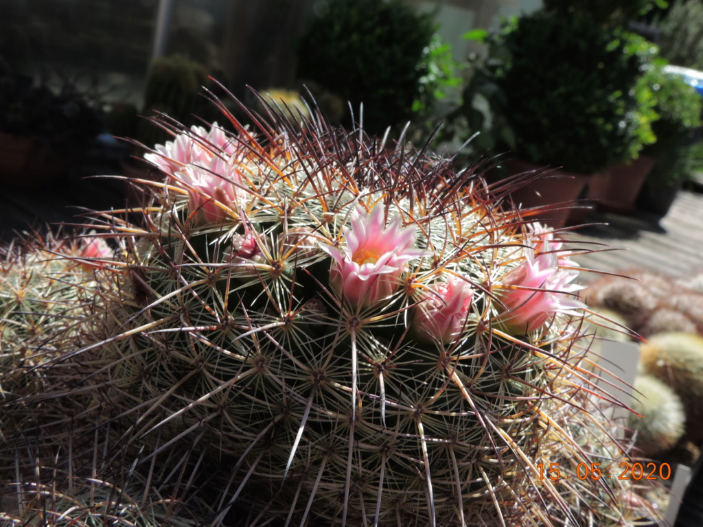 Cacti and Sukkulent in Köln, every day new flowers in the greenhouse Part 234 Bild5271