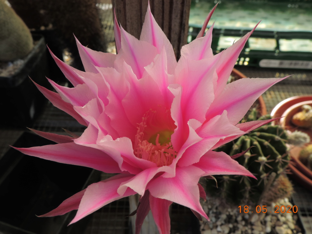Cacti and Sukkulent in Köln, every day new flowers in the greenhouse Part 234 Bild5278