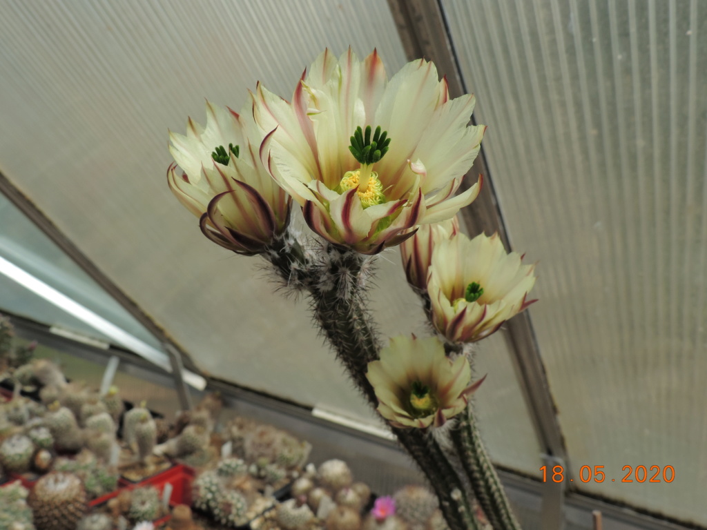 Cacti and Sukkulent in Köln, every day new flowers in the greenhouse Part 234 Bild5284