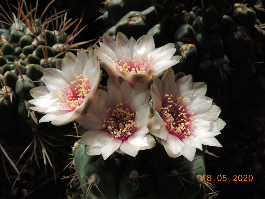 Cacti and Sukkulent in Köln, every day new flowers in the greenhouse Part 234 Bild5287