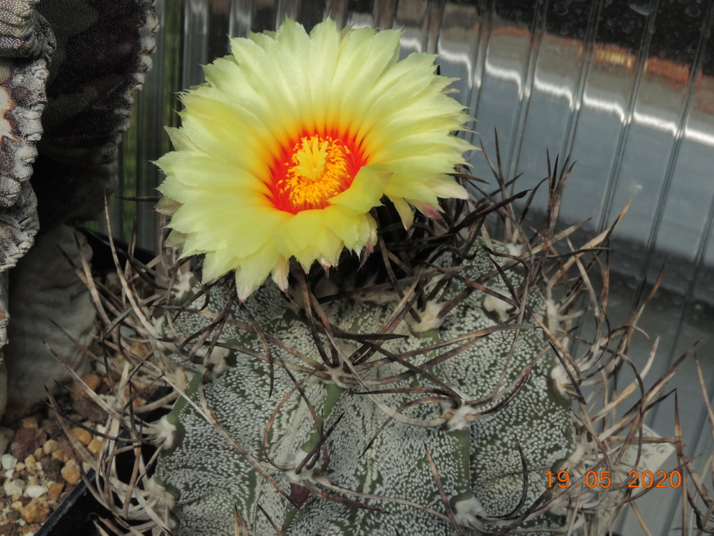 Cacti and Sukkulent in Köln, every day new flowers in the greenhouse Part 234 Bild5309