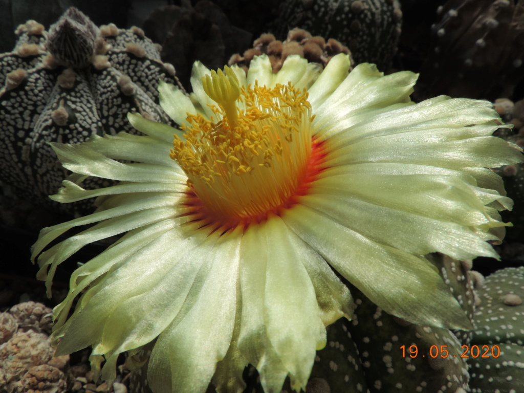 Cacti and Sukkulent in Köln, every day new flowers in the greenhouse Part 234 Bild5313