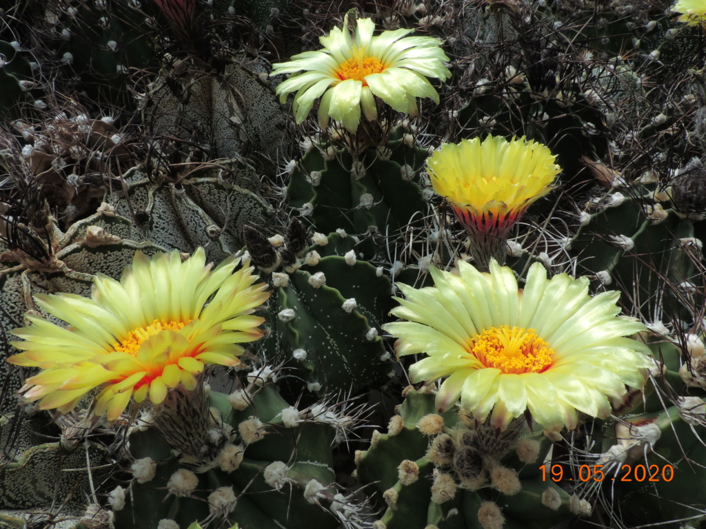 Cacti and Sukkulent in Köln, every day new flowers in the greenhouse Part 234 Bild5316