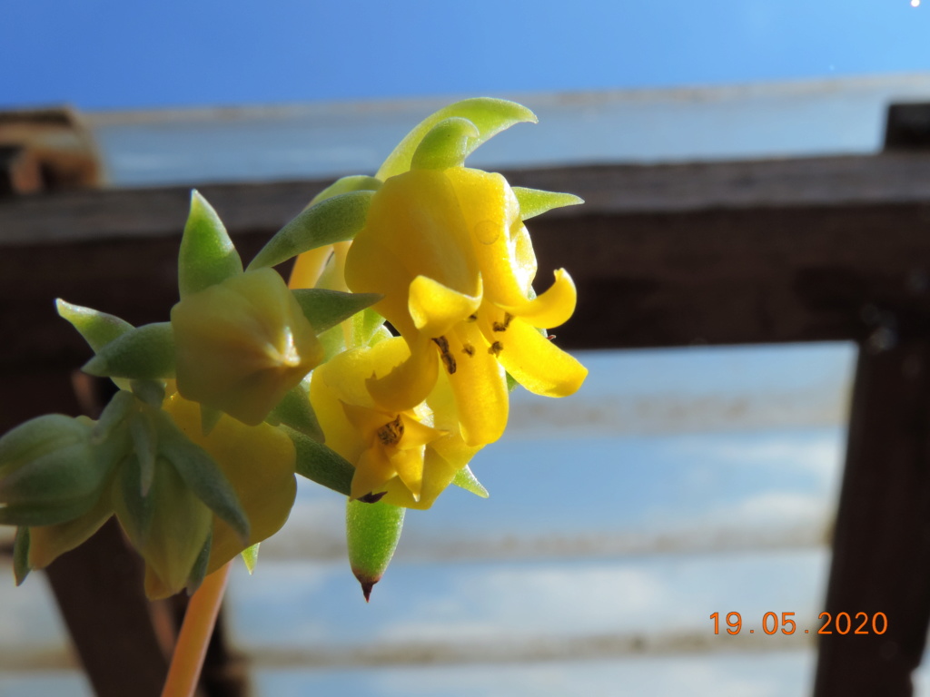 Cacti and Sukkulent in Köln, every day new flowers in the greenhouse Part 234 Bild5317