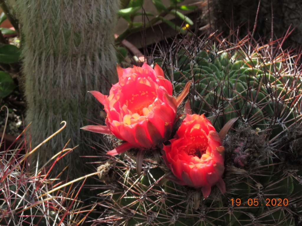 Cacti and Sukkulent in Köln, every day new flowers in the greenhouse Part 234 Bild5327