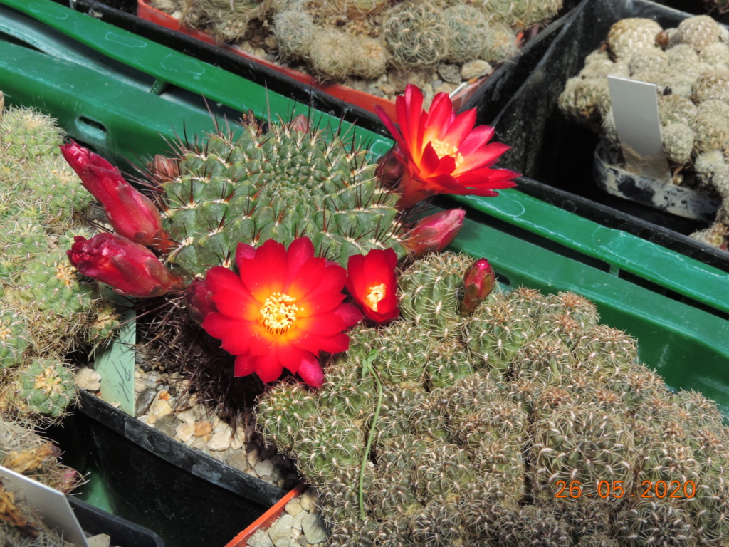 Cacti and Sukkulent in Köln, every day new flowers in the greenhouse Part 235 Bild5341