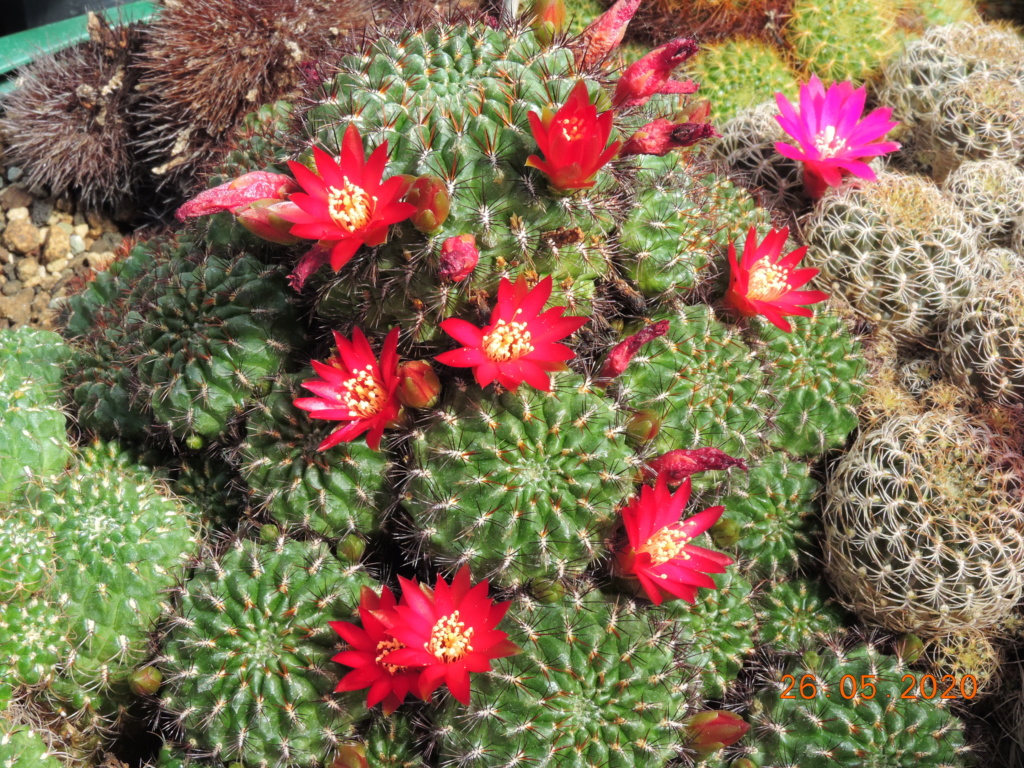 Cacti and Sukkulent in Köln, every day new flowers in the greenhouse Part 235 Bild5343