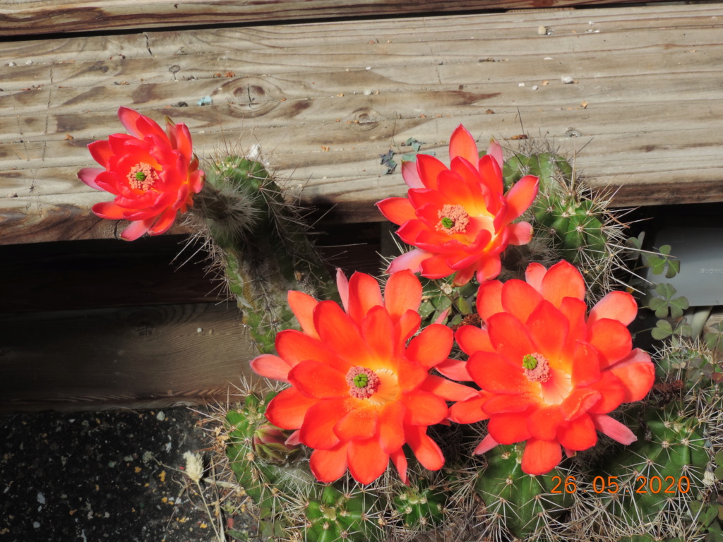 Cacti and Sukkulent in Köln, every day new flowers in the greenhouse Part 235 Bild5360