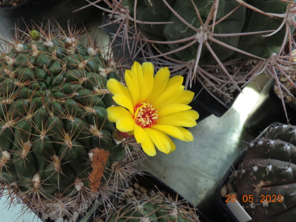 Cacti and Sukkulent in Köln, every day new flowers in the greenhouse Part 235 Bild5367