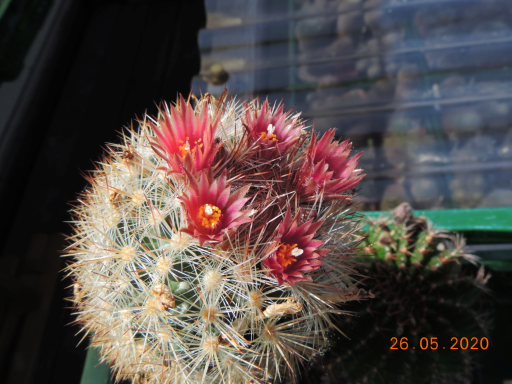 Cacti and Sukkulent in Köln, every day new flowers in the greenhouse Part 235 Bild5374