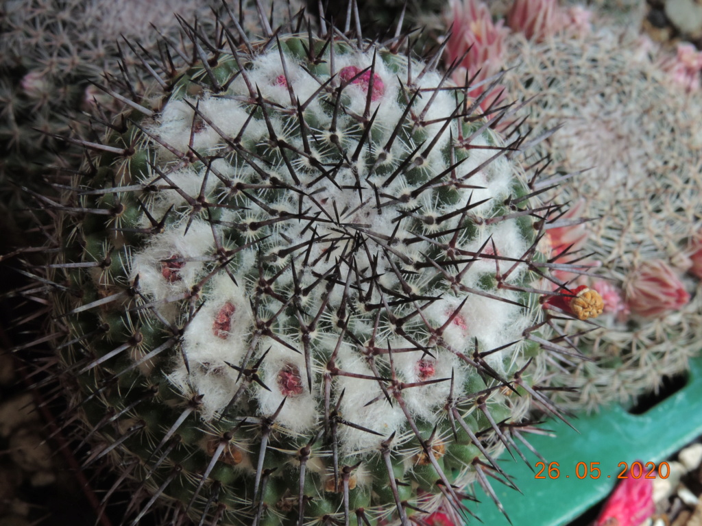 Cacti and Sukkulent in Köln, every day new flowers in the greenhouse Part 235 Bild5383