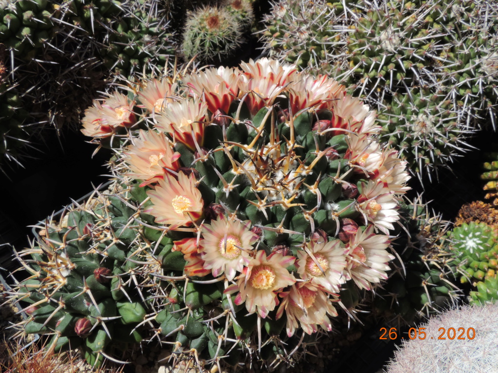 Cacti and Sukkulent in Köln, every day new flowers in the greenhouse Part 235 Bild5393