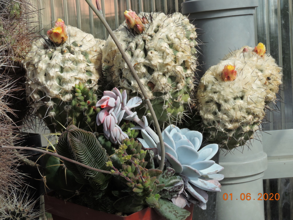 Cacti and Sukkulent in Köln, every day new flowers in the greenhouse Part 235 Bild5403
