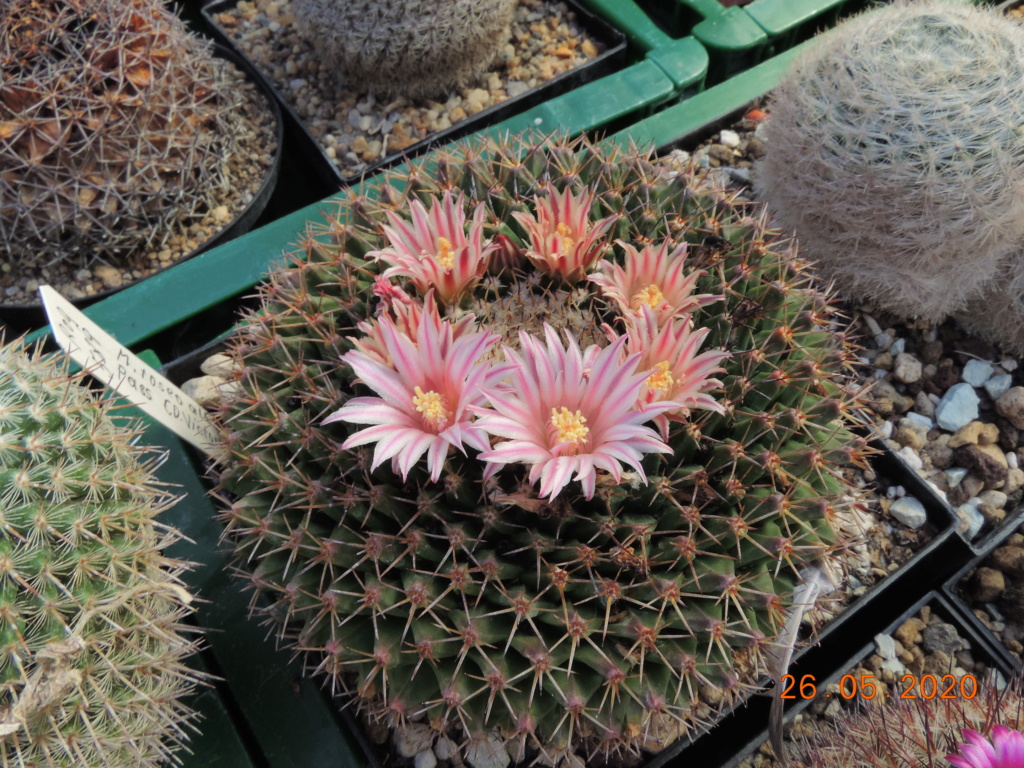 Cacti and Sukkulent in Köln, every day new flowers in the greenhouse Part 235 Bild5406