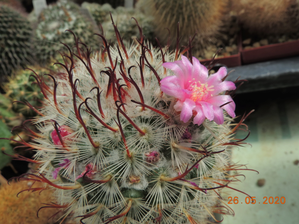 Cacti and Sukkulent in Köln, every day new flowers in the greenhouse Part 235 Bild5417