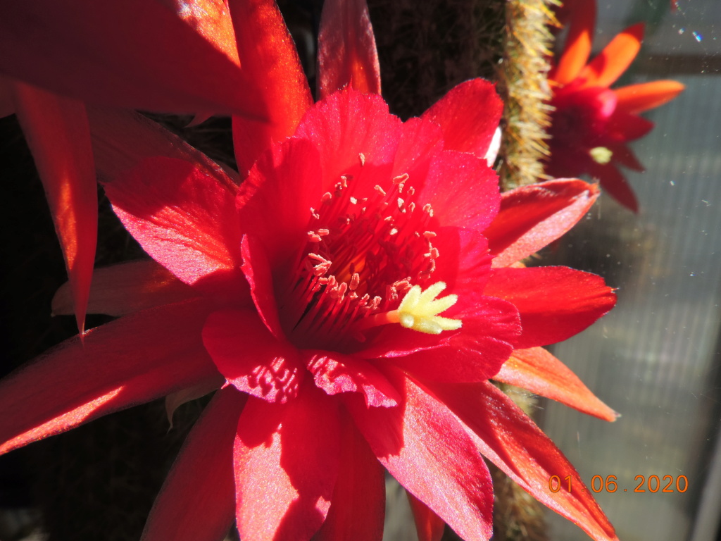 Cacti and Sukkulent in Köln, every day new flowers in the greenhouse Part 236 Bild5431