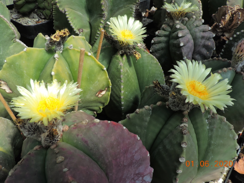 Cacti and Sukkulent in Köln, every day new flowers in the greenhouse Part 236 Bild5437