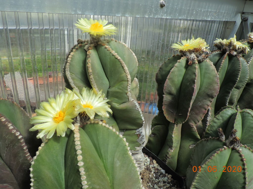 Cacti and Sukkulent in Köln, every day new flowers in the greenhouse Part 236 Bild5438