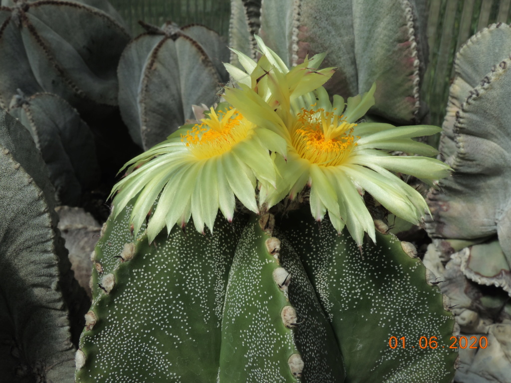 Cacti and Sukkulent in Köln, every day new flowers in the greenhouse Part 236 Bild5443