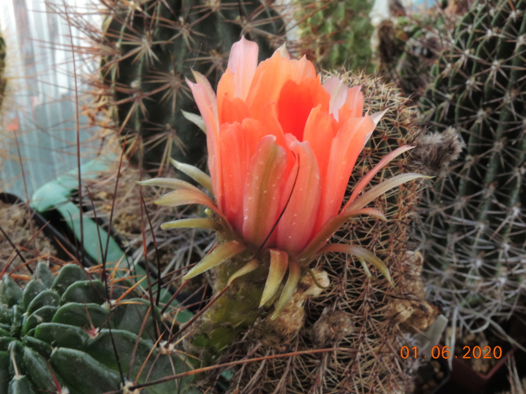 Cacti and Sukkulent in Köln, every day new flowers in the greenhouse Part 236 Bild5447