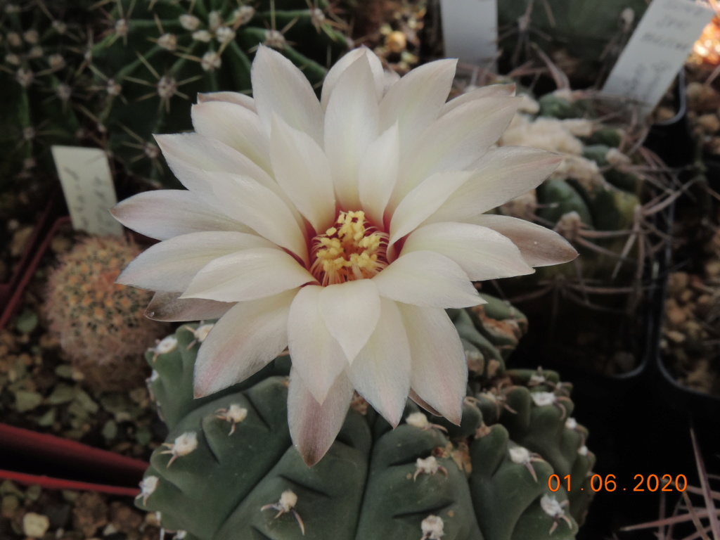 Cacti and Sukkulent in Köln, every day new flowers in the greenhouse Part 236 Bild5450