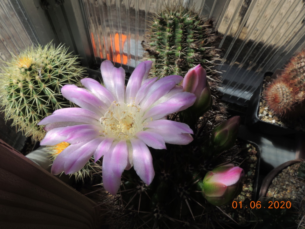 Cacti and Sukkulent in Köln, every day new flowers in the greenhouse Part 236 Bild5454