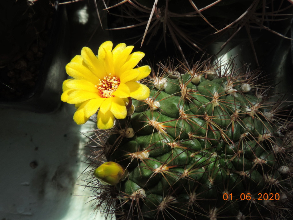 Cacti and Sukkulent in Köln, every day new flowers in the greenhouse Part 236 Bild5455