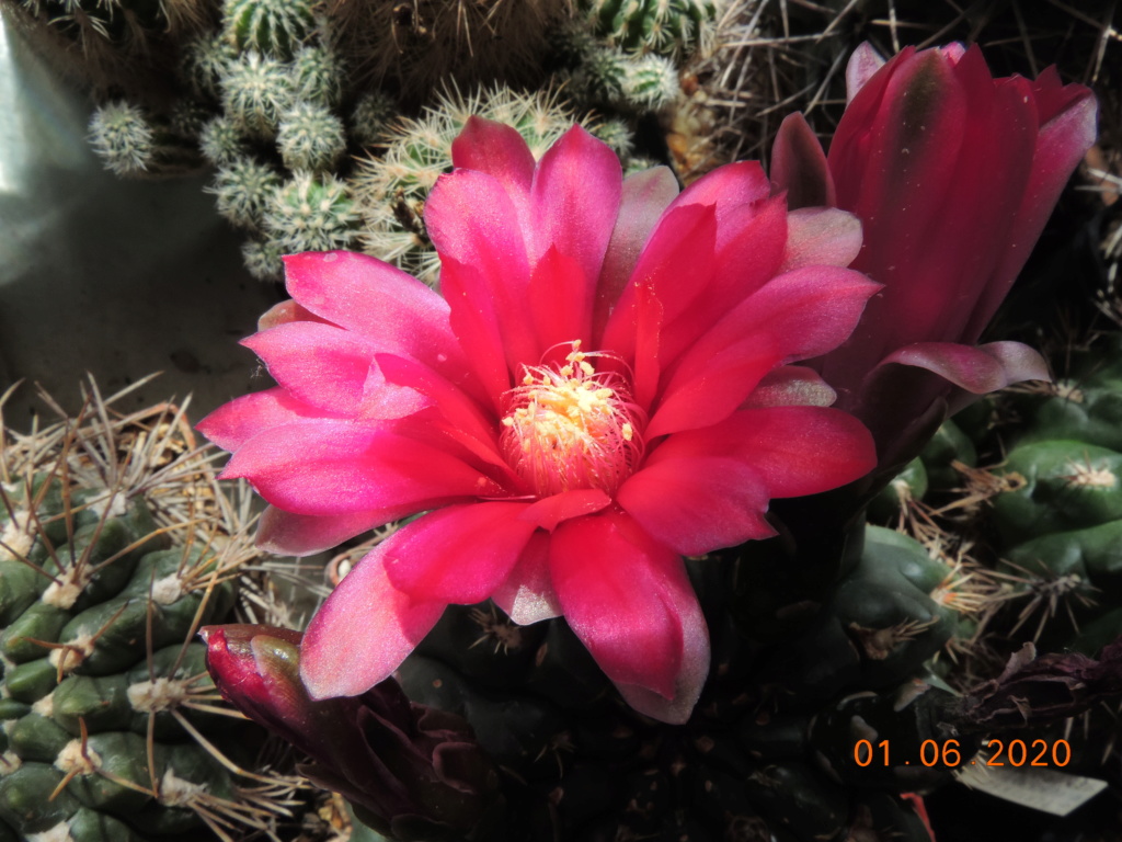 Cacti and Sukkulent in Köln, every day new flowers in the greenhouse Part 236 Bild5456