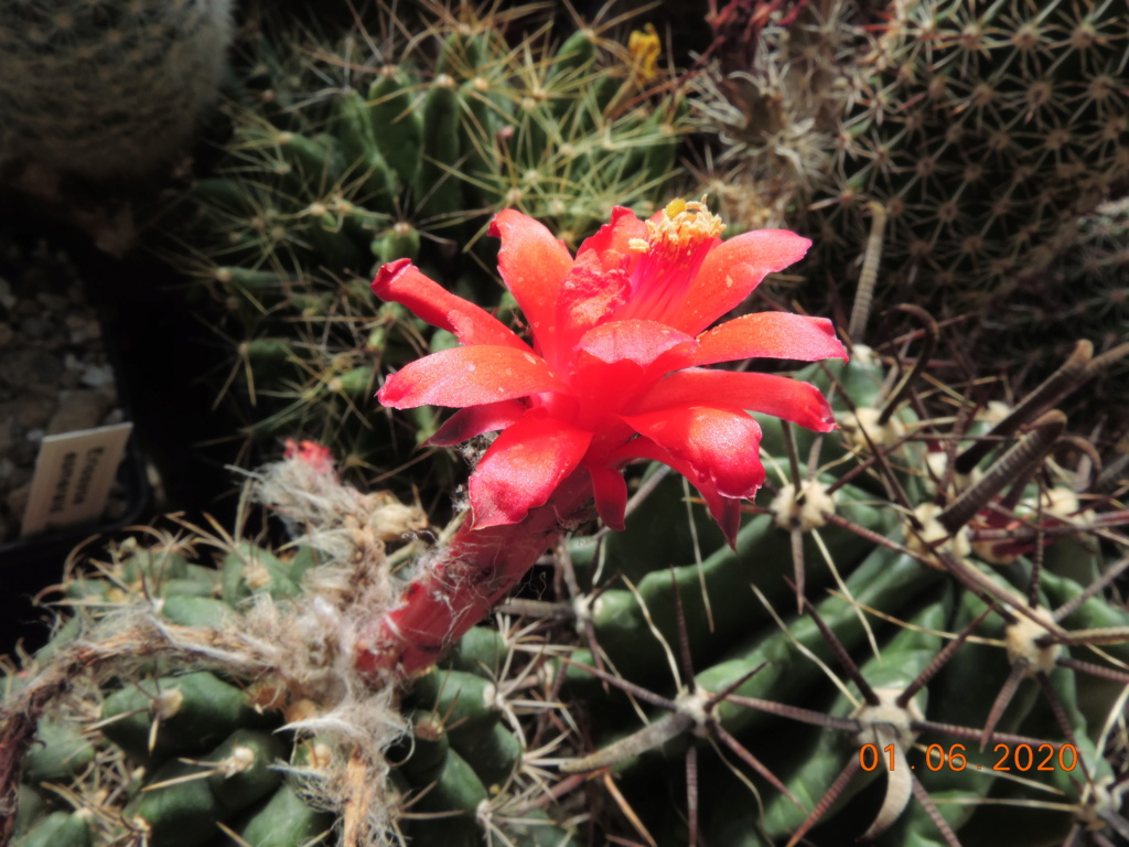 Cacti and Sukkulent in Köln, every day new flowers in the greenhouse Part 236 Bild5459