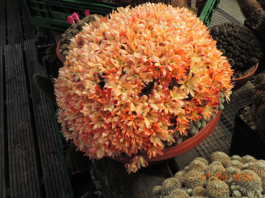 Cacti and Sukkulent in Köln, every day new flowers in the greenhouse Part 236 Bild5469