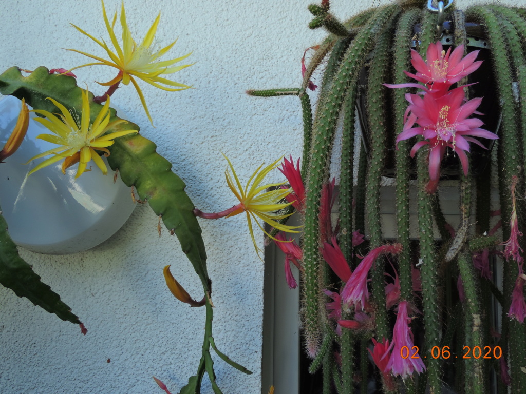 Cacti and Sukkulent in Köln, every day new flowers in the greenhouse Part 236 Bild5476