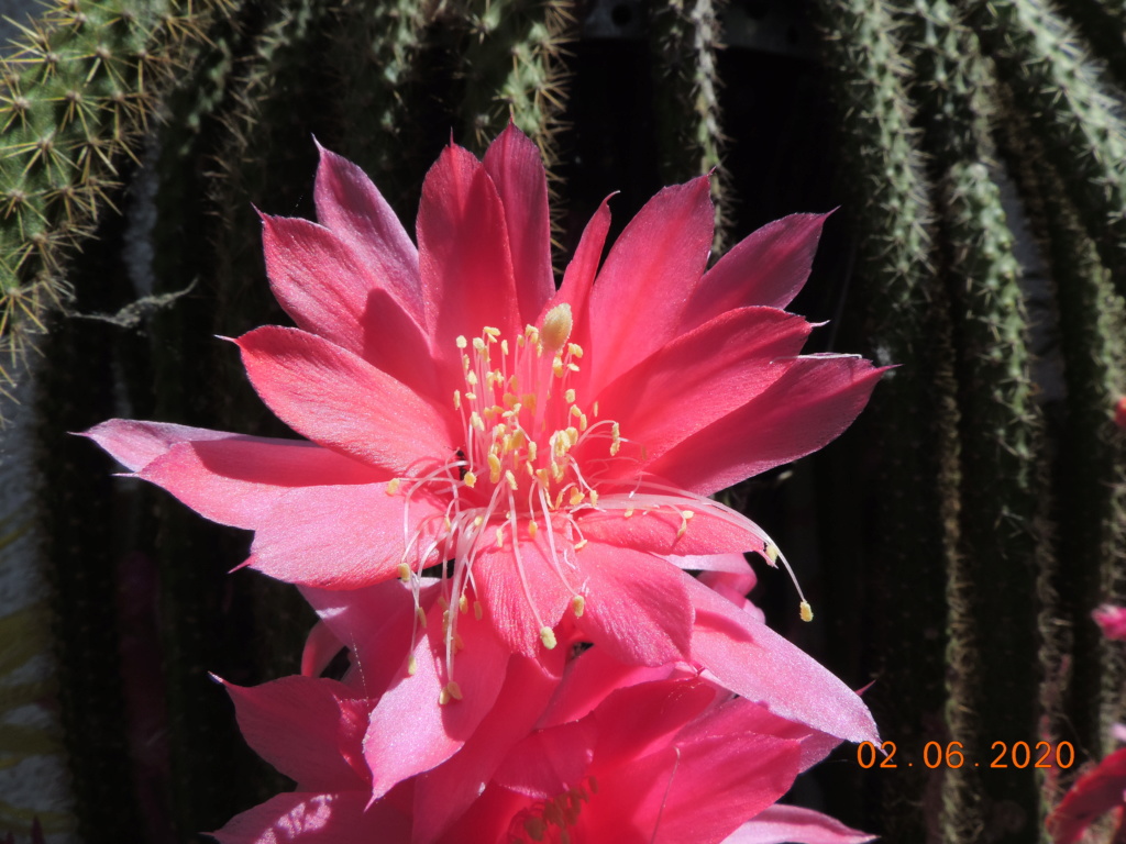 Cacti and Sukkulent in Köln, every day new flowers in the greenhouse Part 236 Bild5478