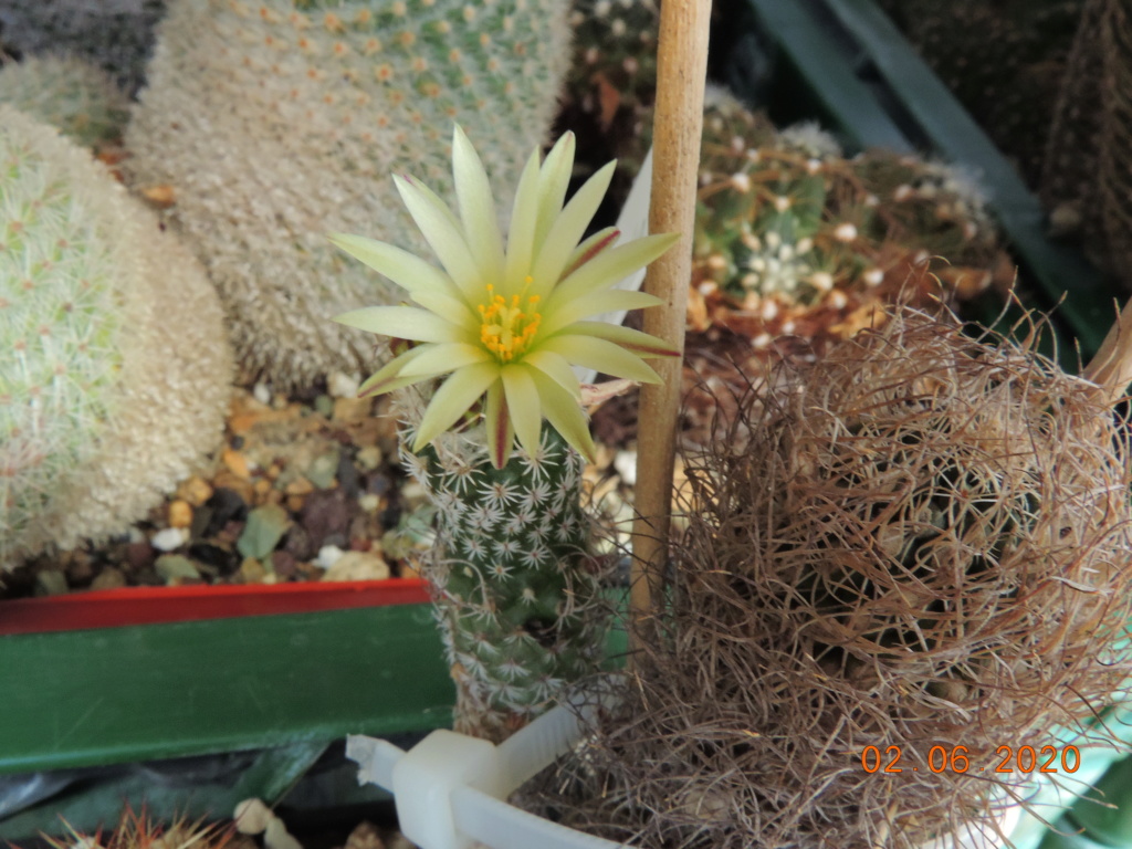 Cacti and Sukkulent in Köln, every day new flowers in the greenhouse Part 236 Bild5481