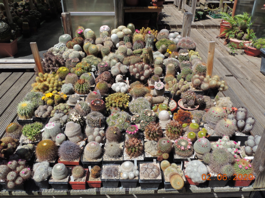 Cacti and Sukkulent in Köln, every day new flowers in the greenhouse Part 236 Bild5489
