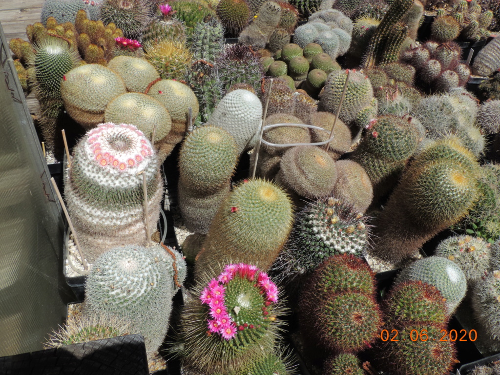 Cacti and Sukkulent in Köln, every day new flowers in the greenhouse Part 236 Bild5491