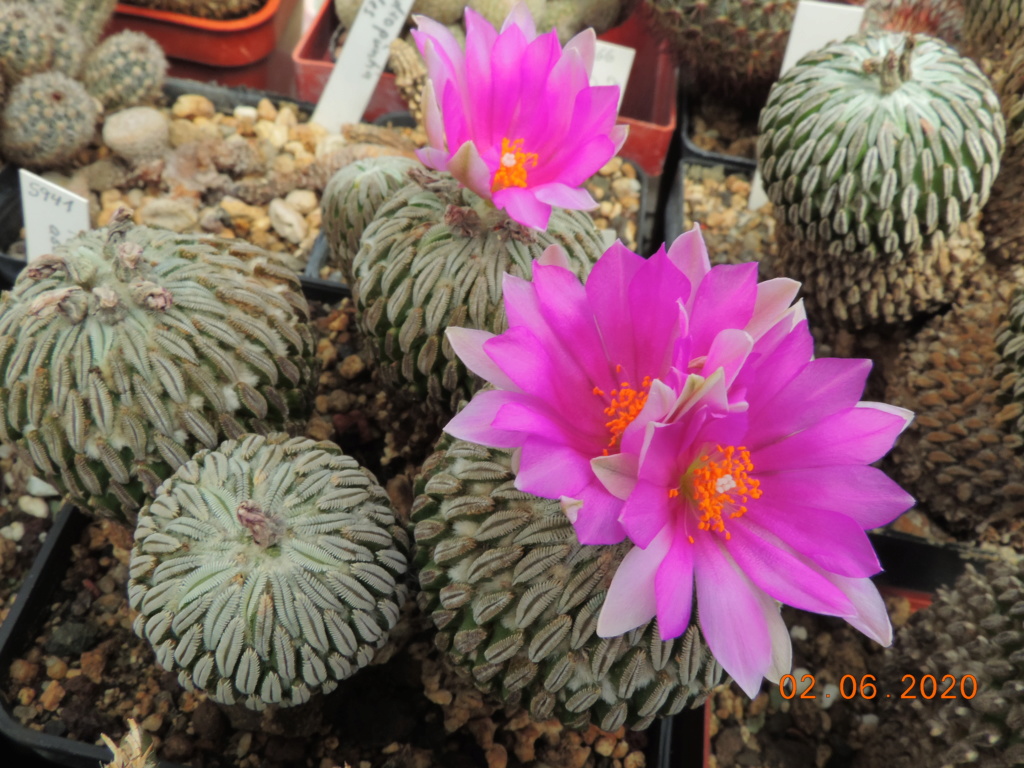 Cacti and Sukkulent in Köln, every day new flowers in the greenhouse Part 236 Bild5493