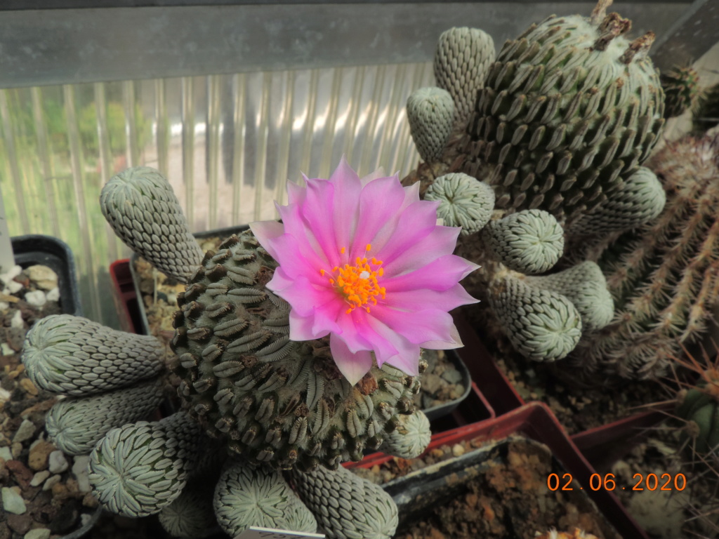 Cacti and Sukkulent in Köln, every day new flowers in the greenhouse Part 236 Bild5494