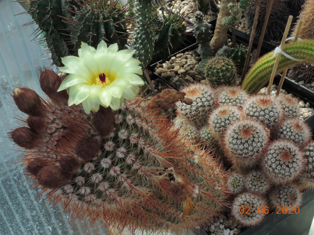 Cacti and Sukkulent in Köln, every day new flowers in the greenhouse Part 236 Bild5497