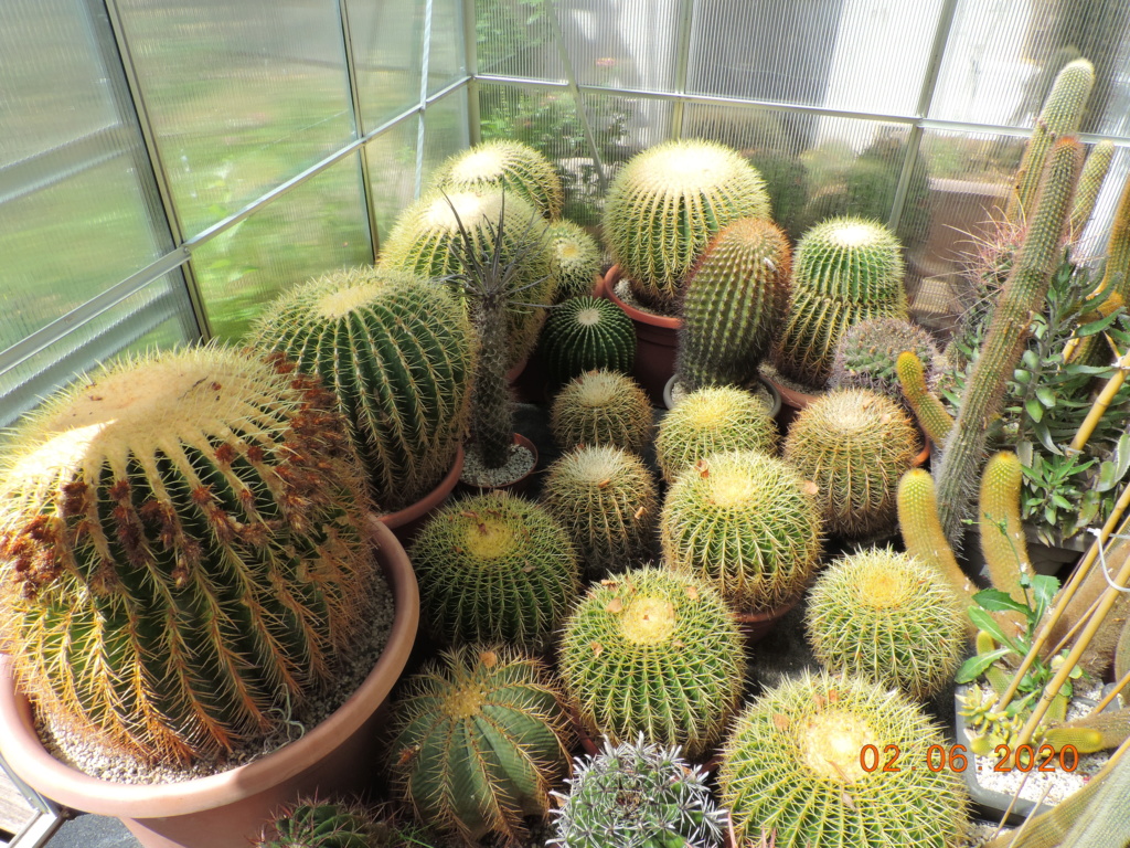 Cacti and Sukkulent in Köln, every day new flowers in the greenhouse Part 236 Bild5499